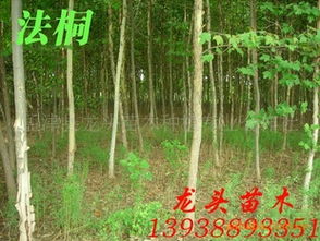 法桐、喬木、花灌木及灌木市場行情分析與價格指導——以孟津縣龍頭苗木種植專業合作社為例